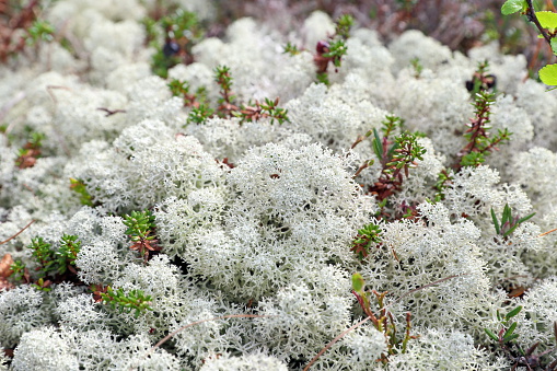 Reindeer lichen in the spring close up
