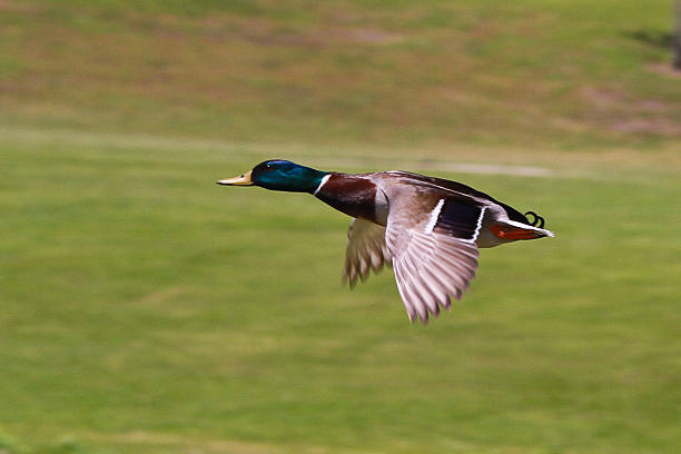 istock Flying Mallard Duck - Stock Image 539236491
