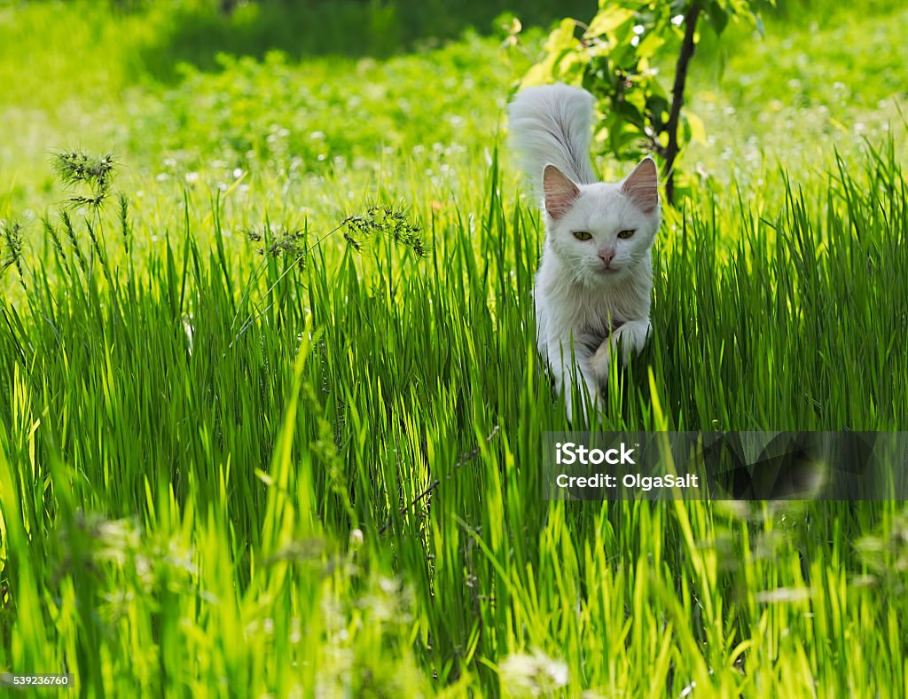 White cat running through the green grass A cat with white hair running on the green grass on a sunny summer day. Selective focus image with candid light Activity Stock Photo