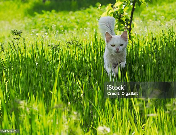 White Cat Running Through The Green Grass Stock Photo - Download Image Now - Activity, Adult, Animal