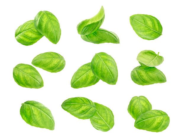 istock Basil leaves spice closeup isolated on white background. 539237166