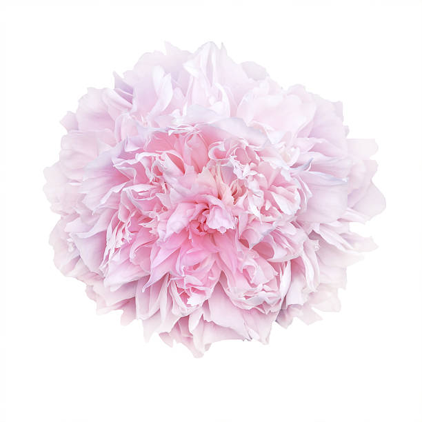 istock pale pink peonies isolated on white background 539237630