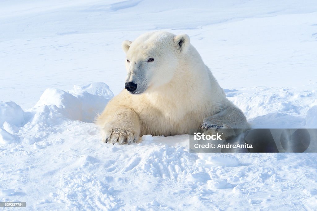 Polar bear (Ursus maritimus) Polar bear (Ursus maritimus) mother coming out freshly opened den, Wapusk national park, Canada. Hole Stock Photo