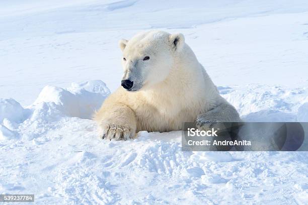 Polar Bear Stock Photo - Download Image Now - Hole, Polar Bear, Snow