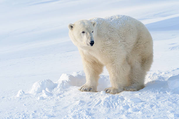 Polar Bear Stock Photo - Download Image Now - Animal, Animal Body Part,  Animal Nest - iStock