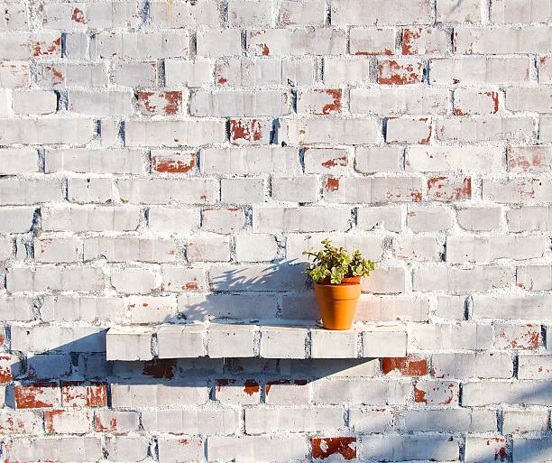 Flower pot closeup on the vintage wall in sunset