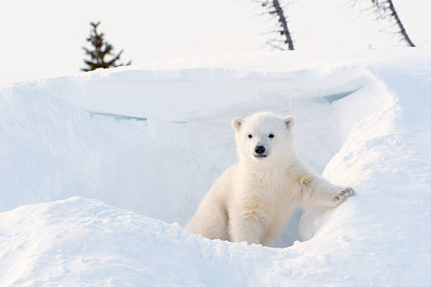 polar bear cub (ursus maritimus)  - forest tundra stock-fotos und bilder