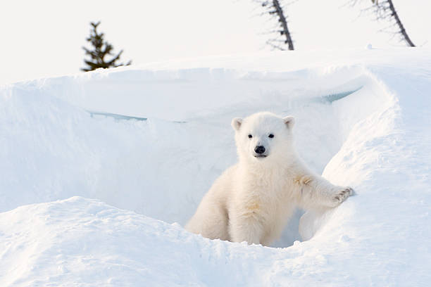 Polar bear (Ursus maritimus) cub Polar bear (Ursus maritimus) cub coming out den, Wapusk national park, Canada. polar bear stock pictures, royalty-free photos & images