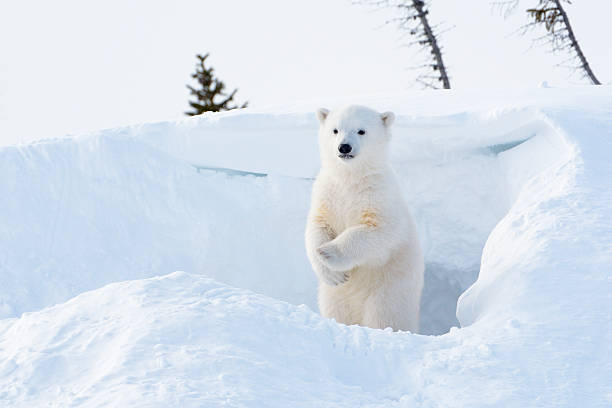 polar bear cub (ursus maritimus)  - forest tundra stock-fotos und bilder