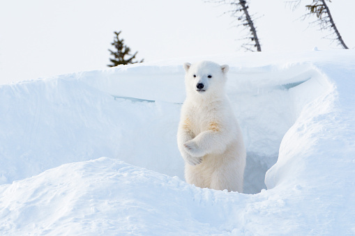 Polar bear (Ursus maritimus) cub photo