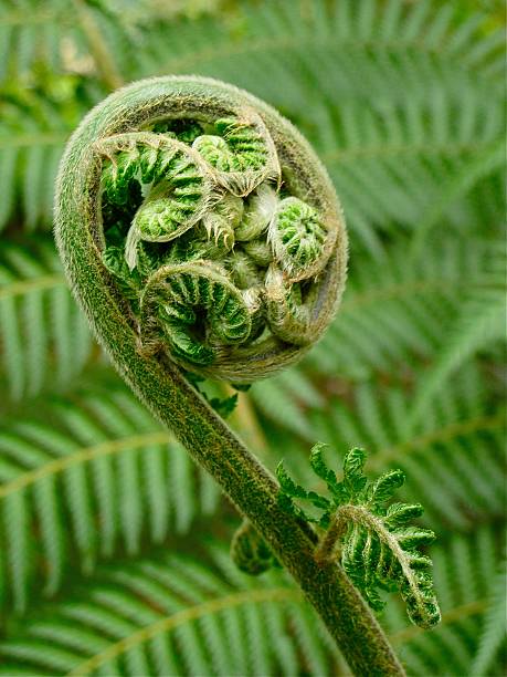 Fiddlehead fern with fern leaf textured background symbolizing beginnings new life stock photo