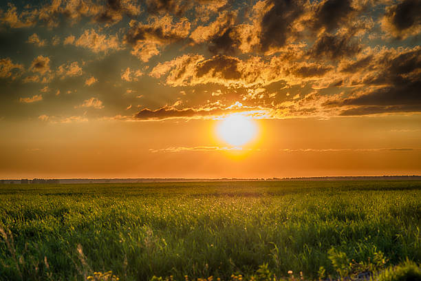 istock Field of green grass and sunset with stormy clouds 539239284