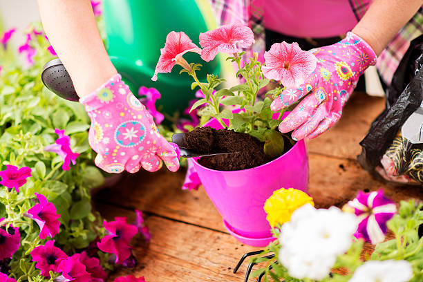 istock Woman planting flowers 539241646