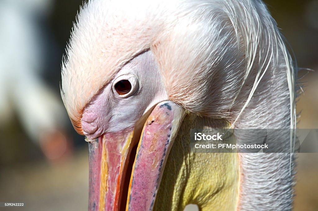 Pelecanus onocrotalus Headshot of a pelican with his colorful beak Animal Stock Photo