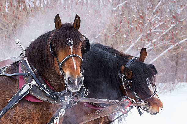 istock Clydesdale horses in winter 539242398
