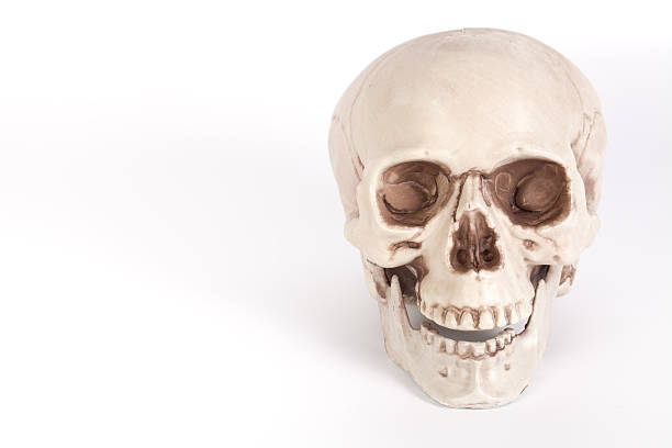 istock Front view of a skull with open mouth isolated 539242404