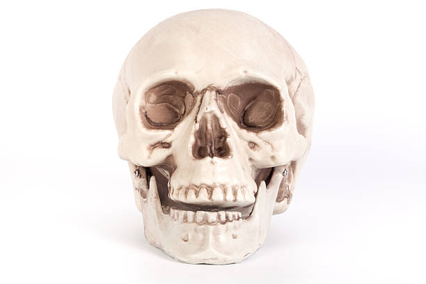 istock Front view of a skull with open mouth isolated 539242458