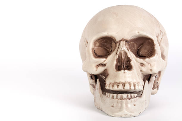 istock Front view of a skull with open mouth isolated 539242490