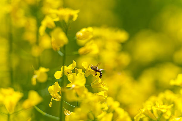 istock Bee on the Rapeseed blossom. Macro photo shoot 539242714