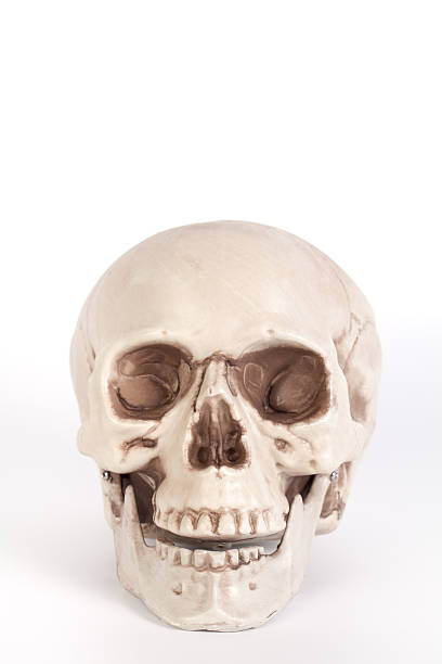 istock Front view of a skull with open mouth isolated 539242762