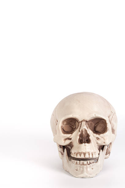 istock Front view of a skull with open mouth isolated 539242832