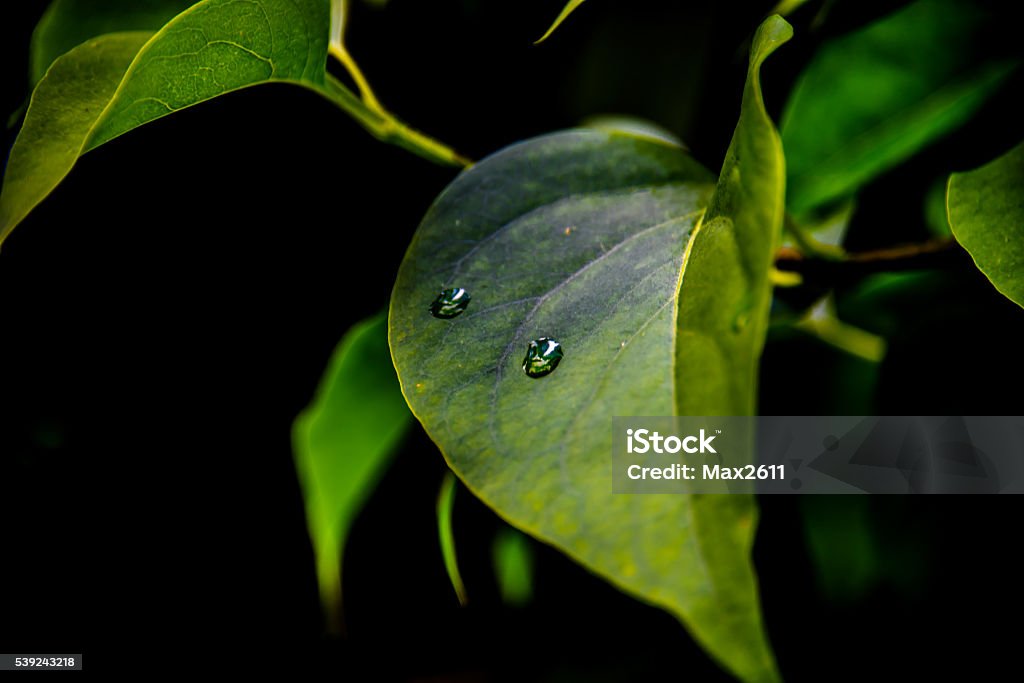 green leaf Backgrounds Stock Photo