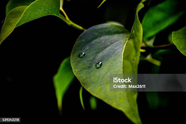 Green Leaf Stock Photo - Download Image Now - Backgrounds, Beauty In Nature, Color Image