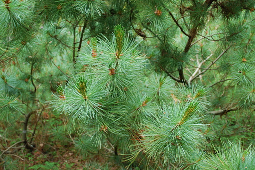 Pinus mugo, known as creeping pine, dwarf mountainpine, mugo pine, mountain pine, scrub mountain pine or Swiss mountain pine, is a species of conifer.
