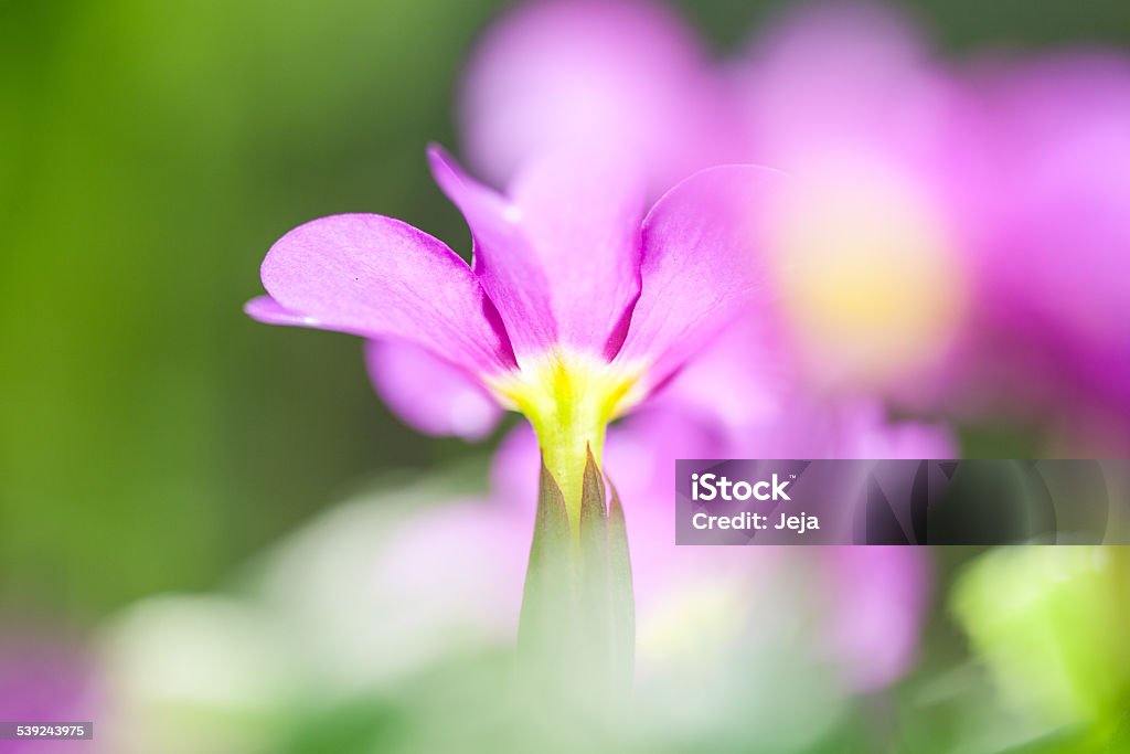 Flor da manhã leve - Foto de stock de Agricultura royalty-free