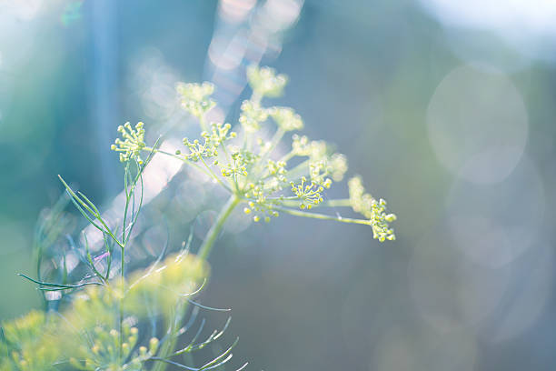 yellow flowers close-up - mistic стоковые фото и изображения