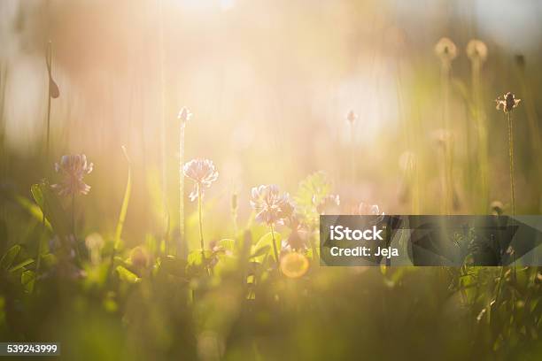 Morning In The Field Stock Photo - Download Image Now - Abstract, Agriculture, April