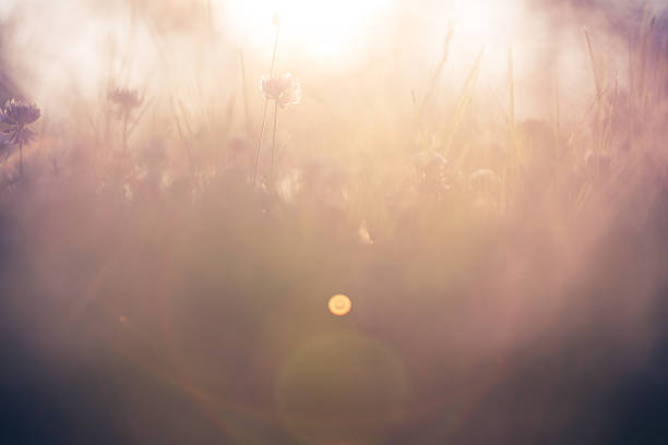 istock Morning in the field 539244003