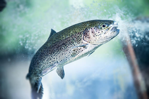 unterwasser rainbow trout - trout stock-fotos und bilder