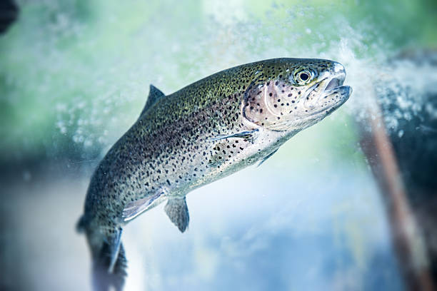 Underwater Rainbow Trout Underwater Rainbow Trout trout photos stock pictures, royalty-free photos & images
