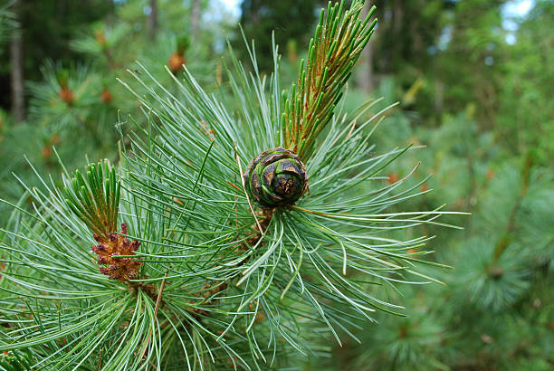 istock Pinus mugo cone on the branch. 539244306