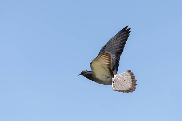 istock portrait of a dove in flight 539244584