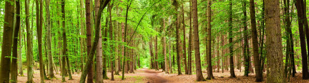 istock Panoramic view of deep forest 58MPix XXXXL 539244621