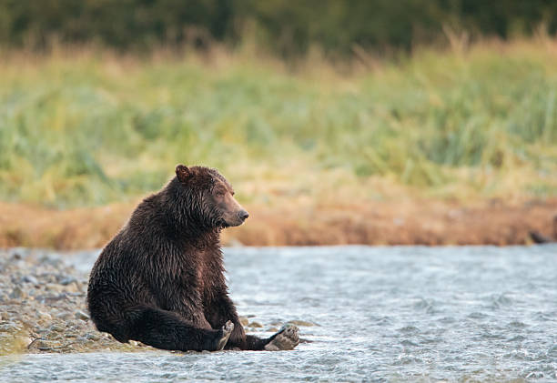 grizzly bear from the Cabarceno Natural Park