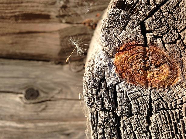 Old wooden wall close up with a dandelion seed stock photo