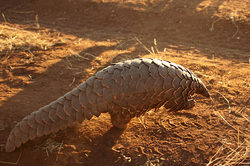 Pangolin, also called scaly anteater or trenggiling, is nocturnal animal. This is a full length image of this rarely seen wild mammal, lit by the evening sun, as it is walking on the road in the Namibian desert. Picture is taken on safari in Africa.