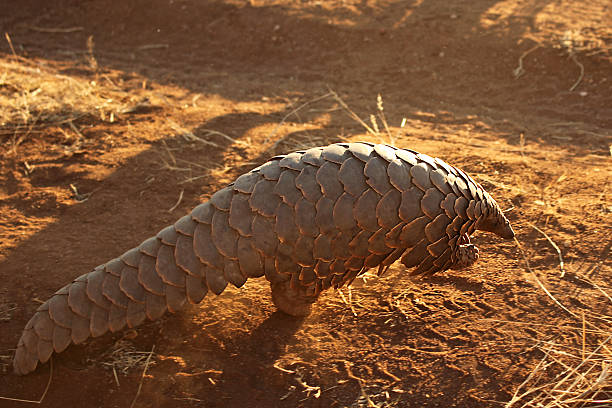 Pangolin walking on the road on safari in Africa Pangolin, also called scaly anteater or trenggiling, is nocturnal animal. This is a full length image of this rarely seen wild mammal, lit by the evening sun, as it is walking on the road in the Namibian desert. Picture is taken on safari in Africa. anteater stock pictures, royalty-free photos & images