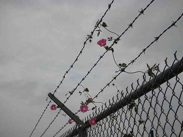 istock Flowers on a barb wire fence 539245251