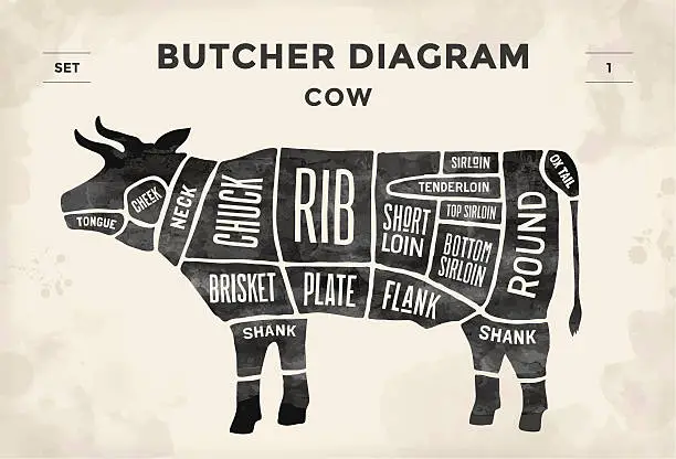 Vector illustration of Poster Butcher diagram and scheme - Cow