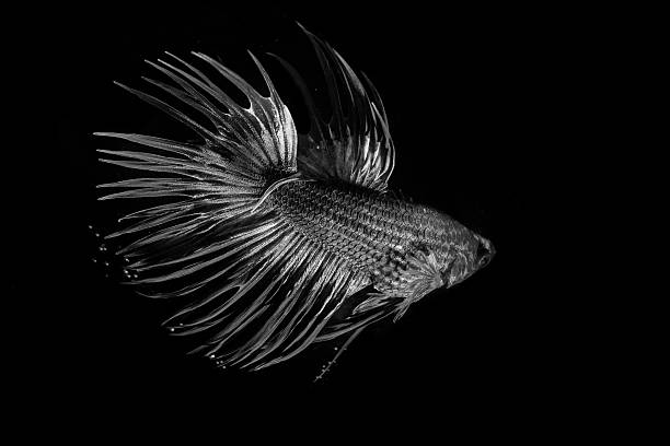 istock Freshwater Cupang Fish with beautiful color 539245440
