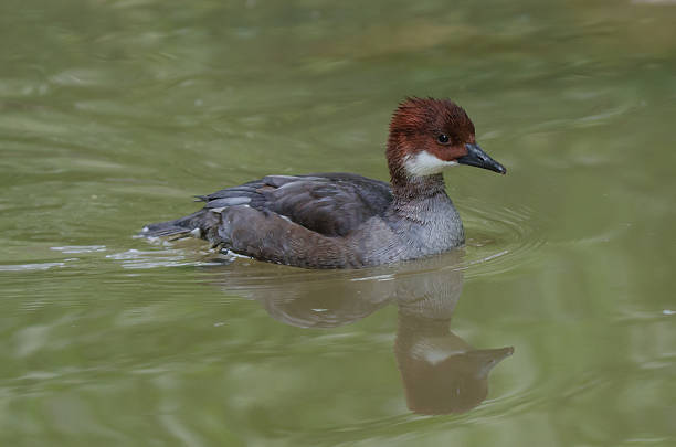 istock Northern Pintail / Spiessente 539245478