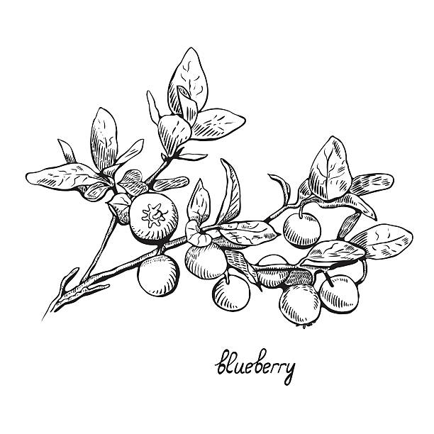 Blueberries, monochrome, line art Blueberries, monochrome, line art huckleberry stock illustrations
