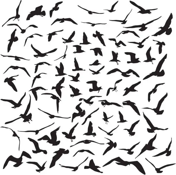 Vector illustration of Seagulls black silhouette on white background. Vector