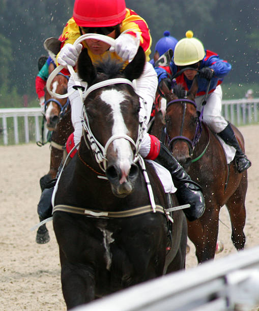競馬場 - horse horse racing animal head horseracing track ストックフォトと画像