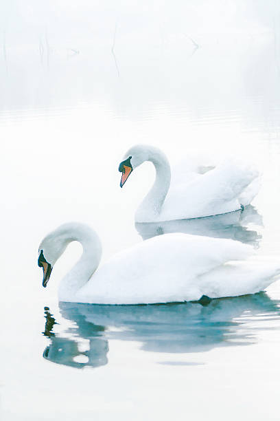 쌍 - swan bird water fog 뉴스 사진 이미지