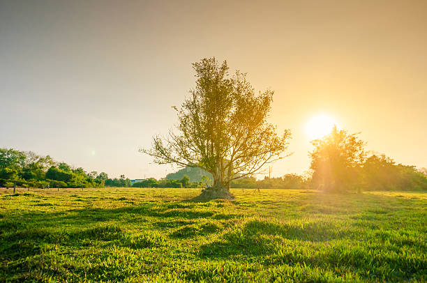 istock Morning Sun Shining through the Blooming Tree 539258275